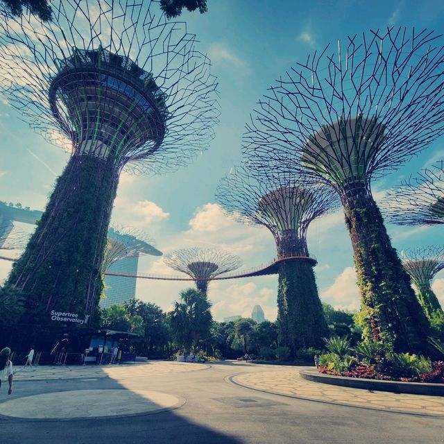 Gardens by the Bay ：白日綠意與夜晚燈光的完美結合