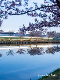 三重の桜の絶景ナンバー1 笠松ロード