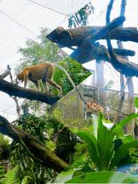 Wild Encounters at Singapore Zoo