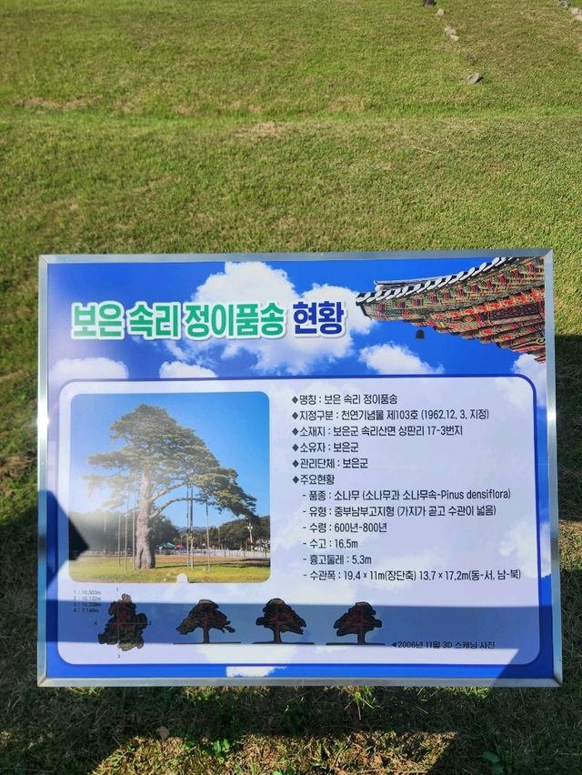 ❣️충북보은 데이트시 둘러보기 좋은 코스,"정이품송"❣️