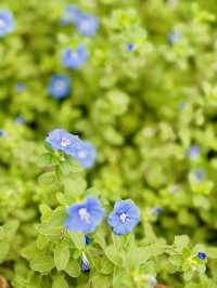 【金鐘】香港公園：期間限定香花展覽