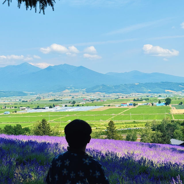 ฟาร์มลาเวนเดอร์โทมิยะ Tomiya Farm, Hokkaido