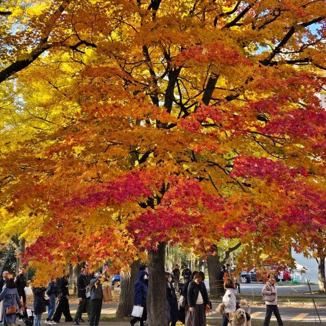 美麗的北海道大學的秋葉