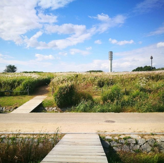 首爾夢幻天空公園 秋季還有限定的紫芒草
