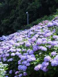 名古屋愛知縣：紫陽花之里