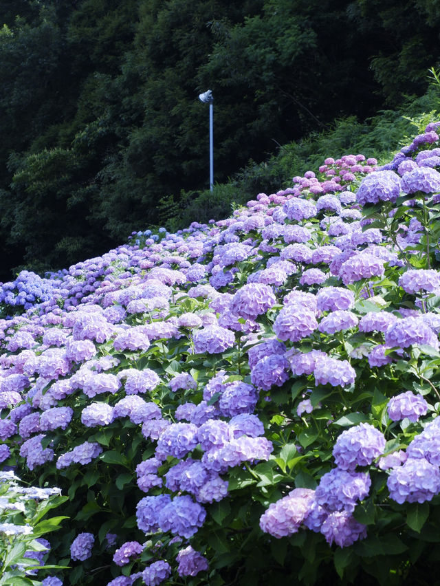 名古屋愛知縣：紫陽花之里