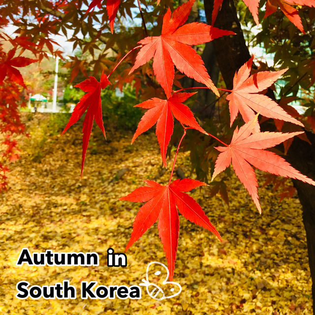 ฤดูใบไม้ร่วงในเกาหลีใต้🍂🍁(โซล & จินจู)