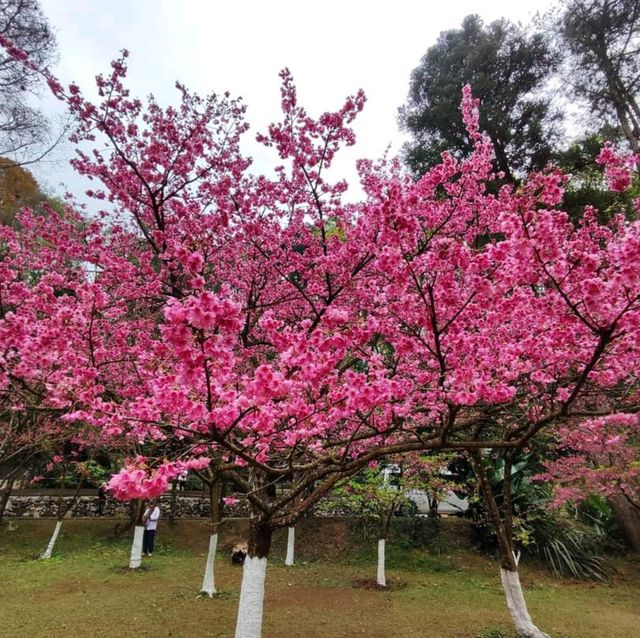 หนาวนี้ ปีใหม่นี้ ไปชมซากุระ ให้โลกเป็นสีชมพู