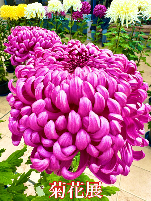 北海道　北海道観光　北広島市菊花展が素晴らしかった！