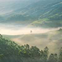 Munnar Magic: Unraveling the Charm of Kerala's Hill Station