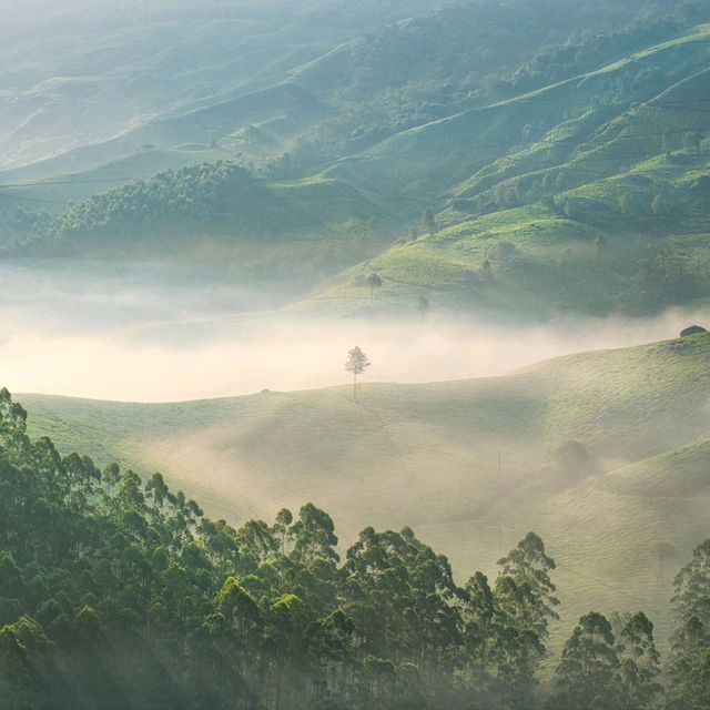 Munnar Magic: Unraveling the Charm of Kerala's Hill Station