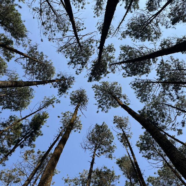 Hutan Pinus Jogja