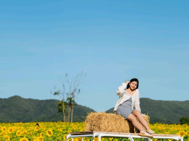 ทุ่งทานตะวัน ไร่วิชาญ ลพบุรี 