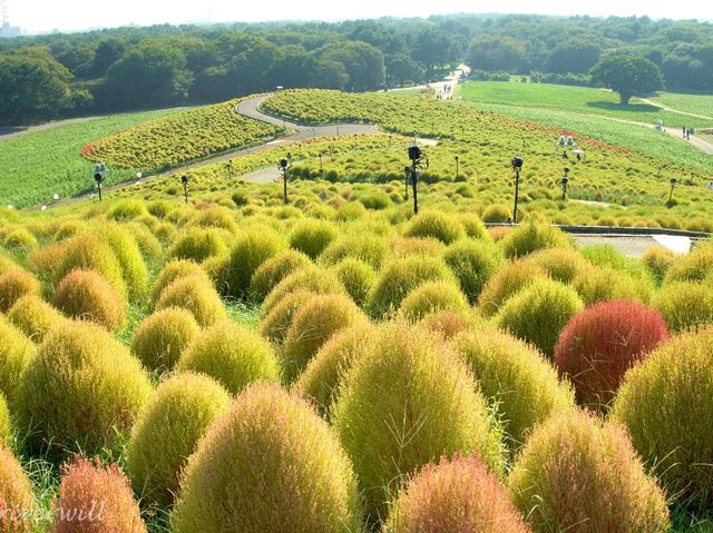 【茨城県】色とりどりの花の競演！国営ひたち海浜公園