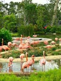 A beautiful visit to bird paradise singapore 🦢 