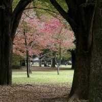 Autumn Serenity at Yoyogi Park