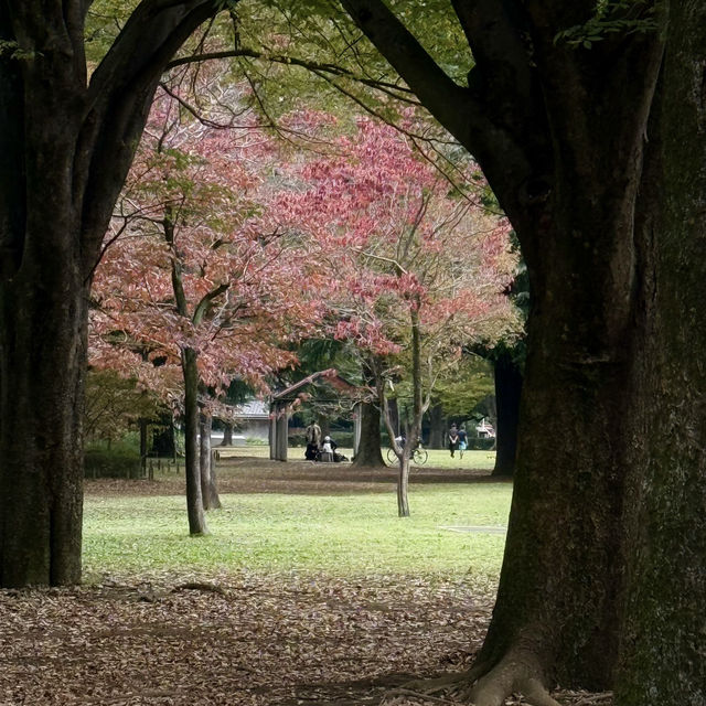 Autumn Serenity at Yoyogi Park