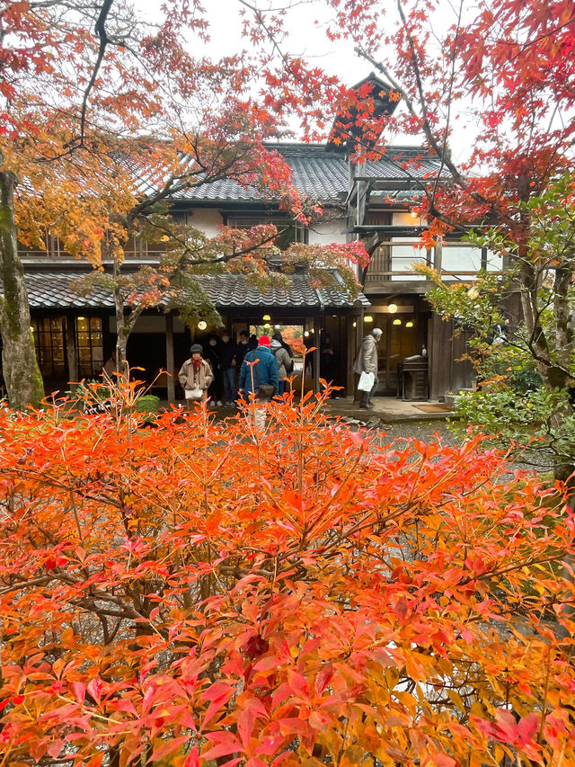 【湯布院】感動！亀の井別荘の素晴らしい紅葉✨