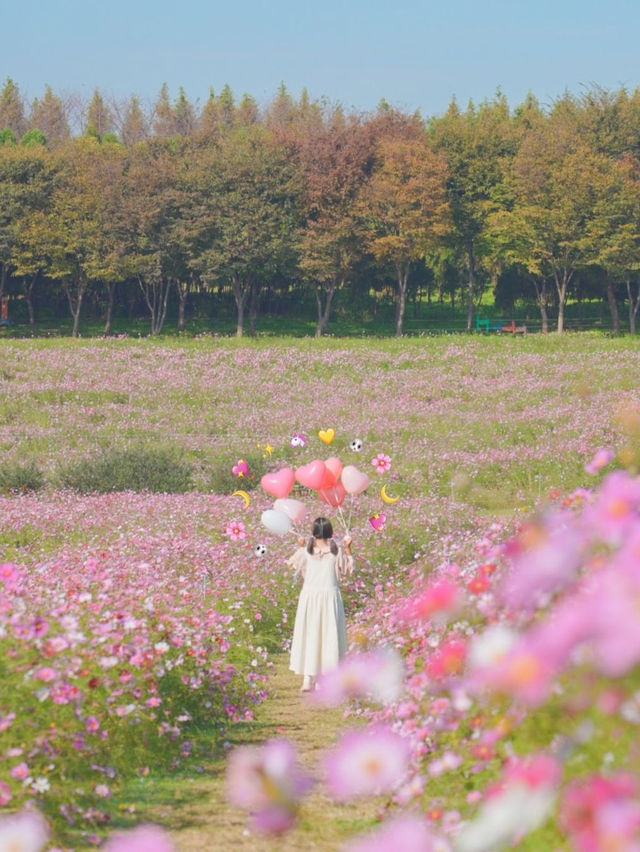 너무 행복했던 나의 분홍 빛 가을💖🌸🦄🎀