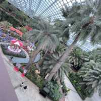 Explore the beauty of Flowers Dome of Singapore Garden by the bay