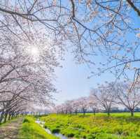 草場川櫻花林蔭樹，享受櫻花和油菜花合作的絕景點