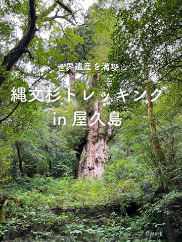 屋久島】縄文杉を見にいくトレッキングツアーに参加した時の記録