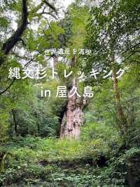【屋久島】縄文杉を見にいくトレッキングツアーに参加した時の記録