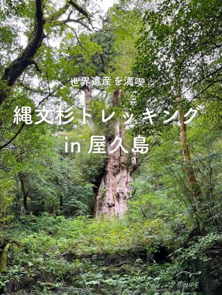 【屋久島】參加繩文杉健行之旅的紀錄