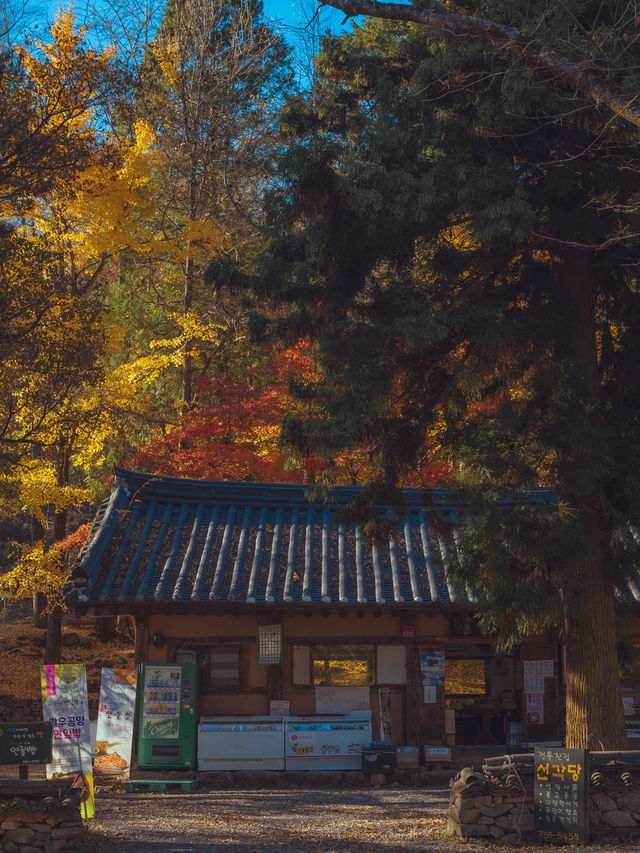 세계문화유산에 등재된 한국 사찰 중 하나”선암사“