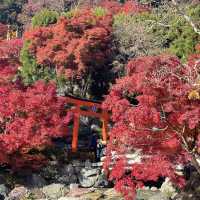 大阪近郊紅葉景點 - 勝尾寺🍁