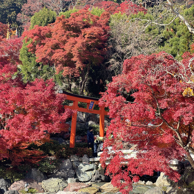 大阪近郊紅葉景點 - 勝尾寺🍁