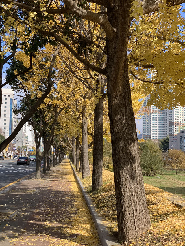 정말 좋았던 창원천 단풍놀이 