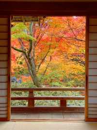 京都紅葉🍁嵯峨野の紅葉の名所🍁宝筐院🥰