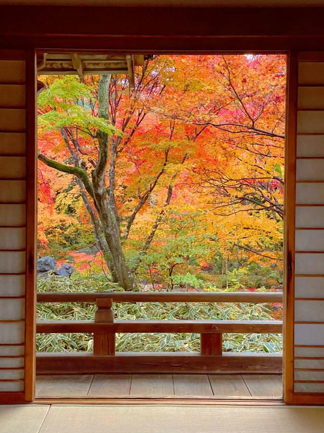 京都紅葉🍁嵯峨野の紅葉の名所🍁宝筐院🥰