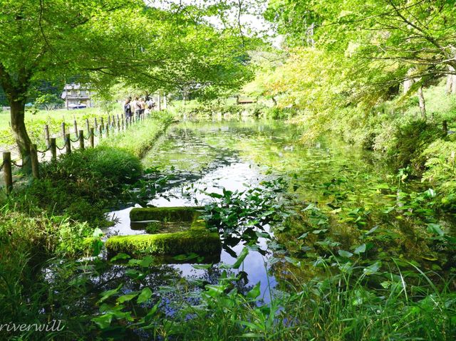 【岐阜県】モネの池として一躍話題に！根道神社の無もなき池