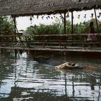 Buffalo Village หมู่บ้านอนุรักษ์ควายไทย