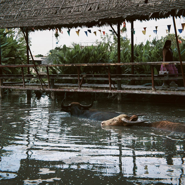 Buffalo Village หมู่บ้านอนุรักษ์ควายไทย