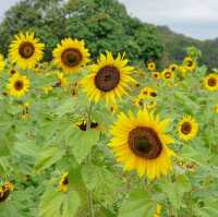 ดอกทานตะวันที่บานแล้วที่ไร่มณีศร 🌻