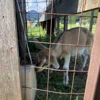 【兵庫】自然に囲まれた素敵カフェ