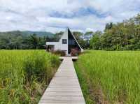 พิกัดคาเฟ่สวย ในทุ่งนา เชียงราย : Cafe’lista