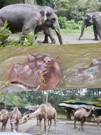Embrace the Wild: My Adventure at Taman Safari Indonesia