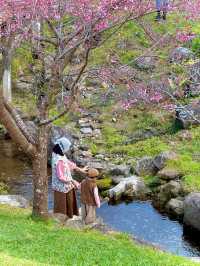 Cherry blossom at Sakura bridge🌸