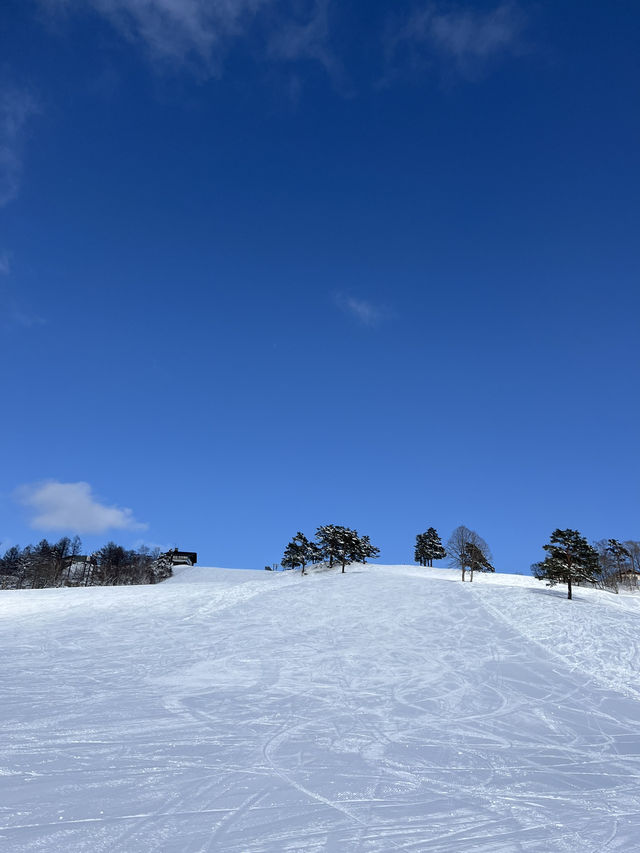【斑尾高原🇯🇵】パウダースノーを楽しめる大型スキー場⛷