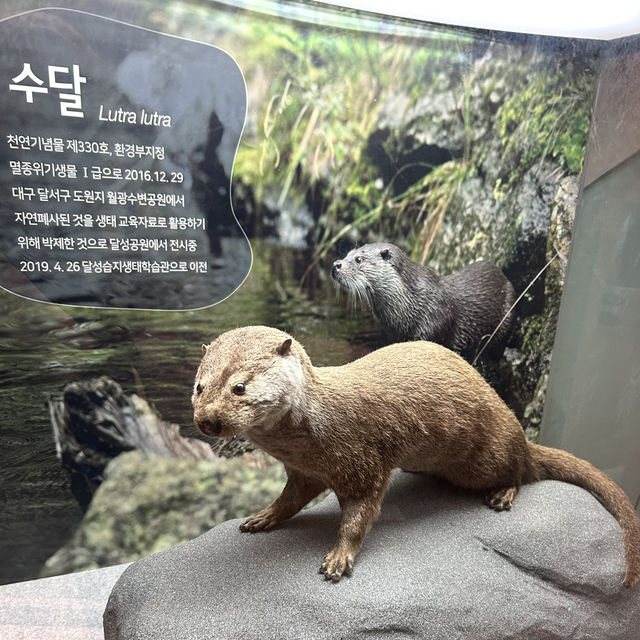 🇰🇷大邱✈️達城濕地生態學習館달성습지생태학습관