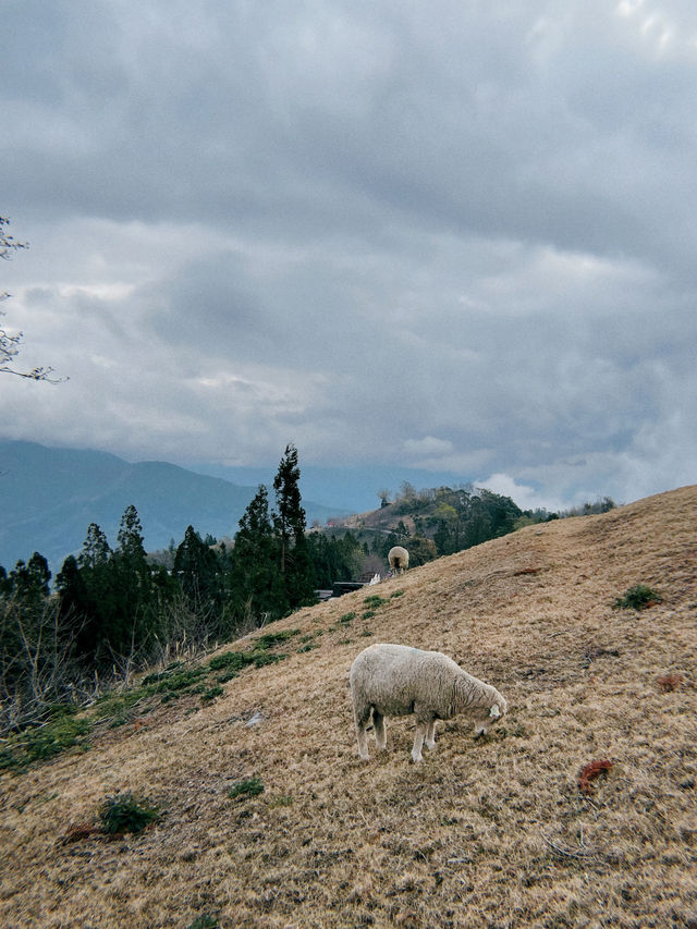Qingjing Farm🐑 — Your Alpine Escape in Taiwan!