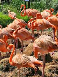 Bird Paradise