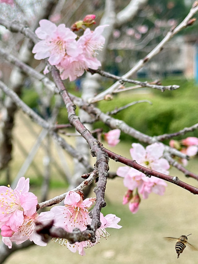 香港城門河畔尋找櫻花之旅🌸