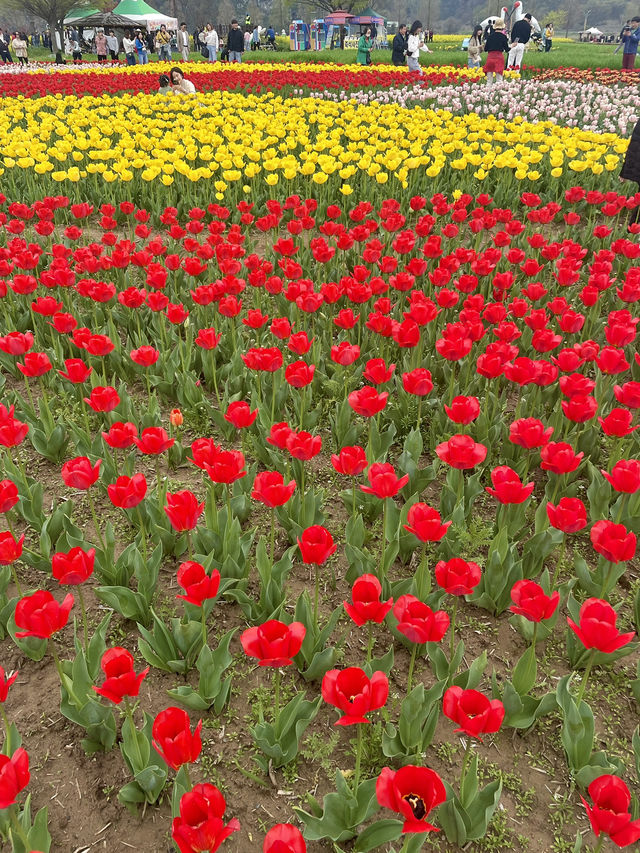 창녕 꽃구경 핫플🌸🌼🌷