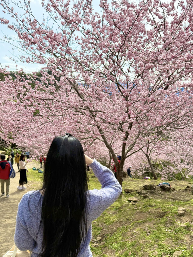 悠然秘境 櫻花林