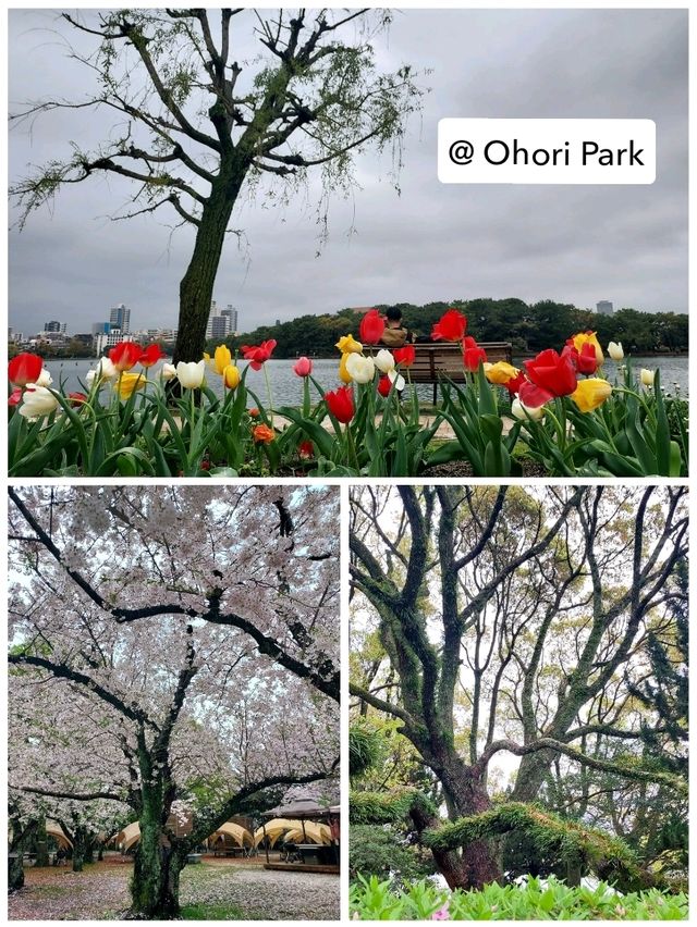 จุดชมซากุระในเมือง Fukuoka
